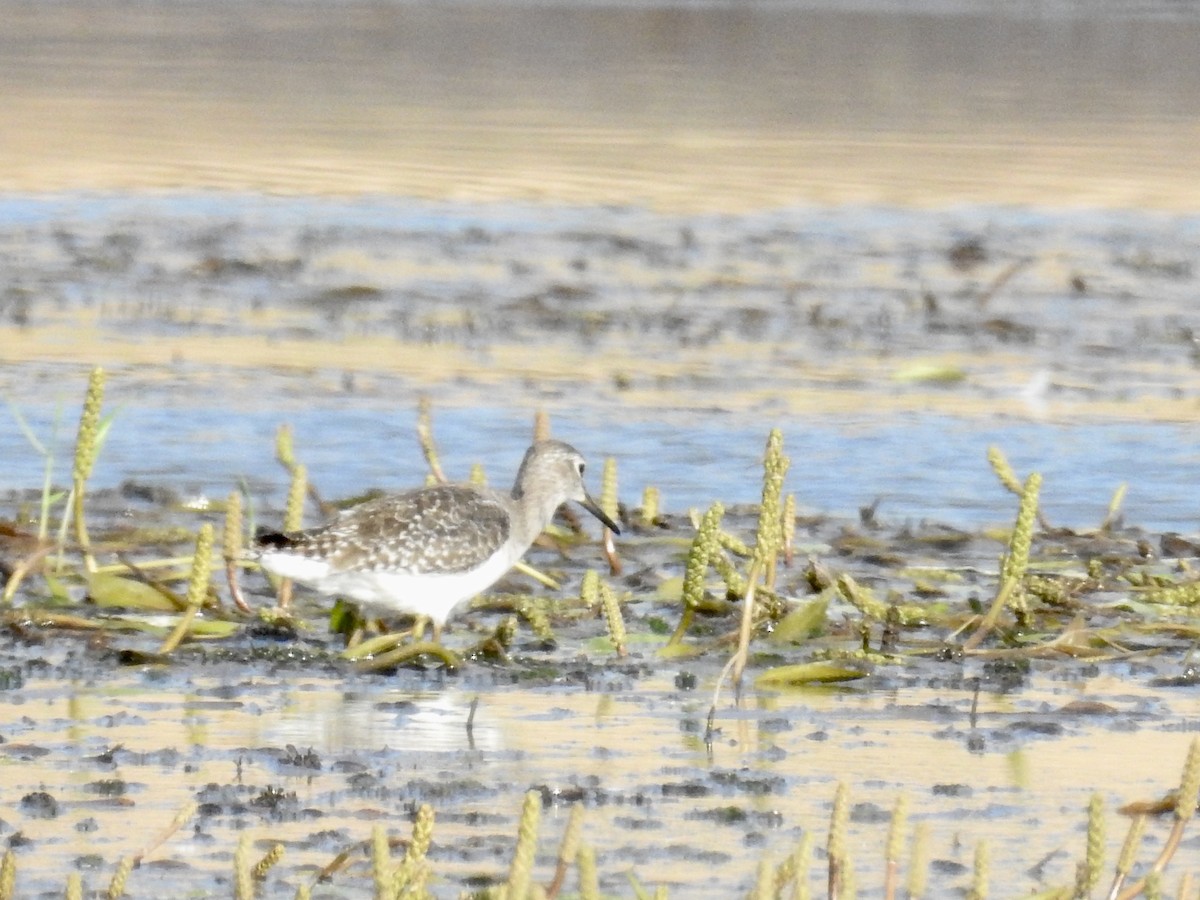 Bruchwasserläufer - ML77735051