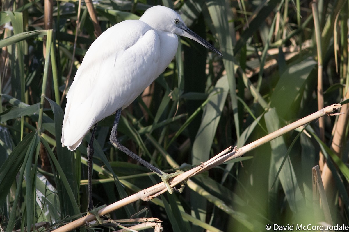 Little Egret (Western) - David McCorquodale