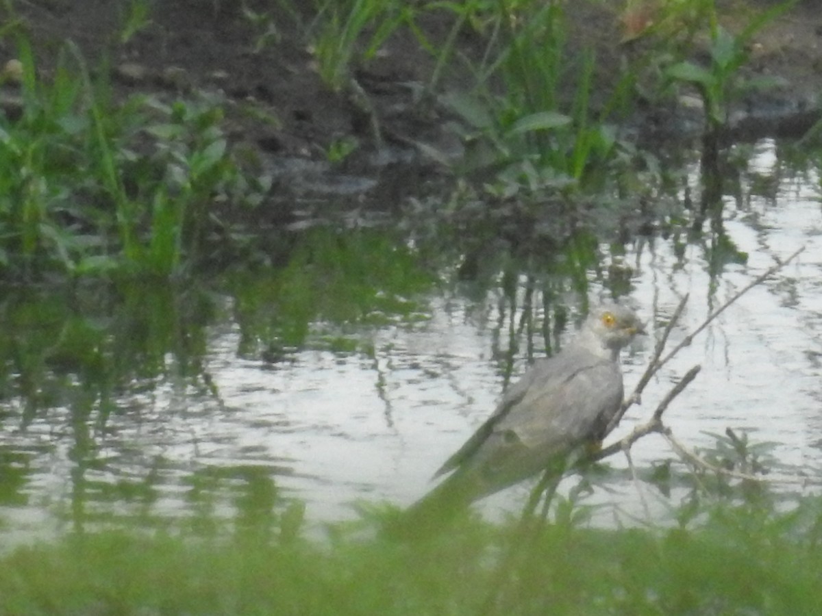 African Cuckoo - ML77736541