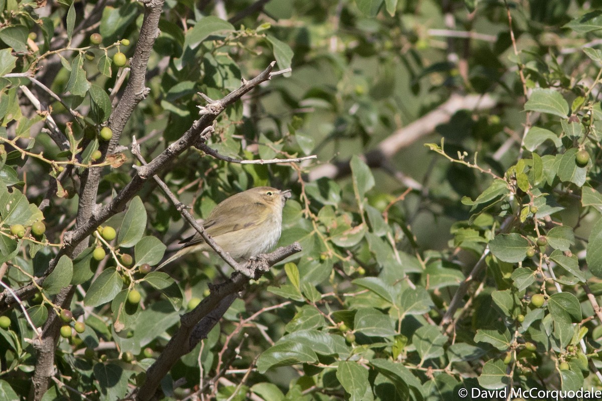 Common Chiffchaff - ML77736711