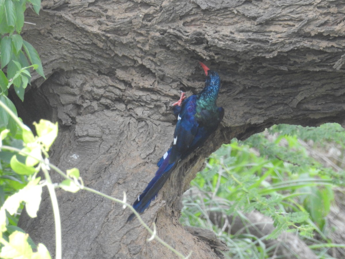 Green Woodhoopoe - ML77736921