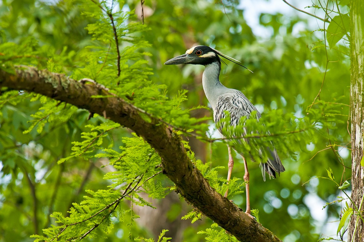 Yellow-crowned Night Heron - ML77736971