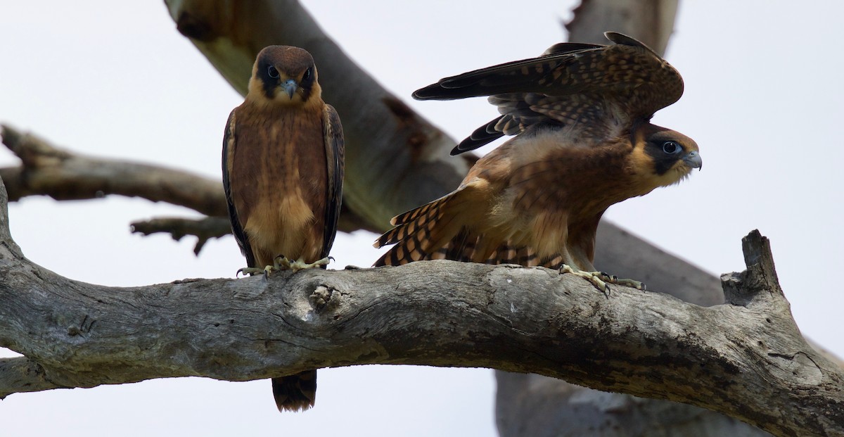 Australian Hobby - David  Tytherleigh