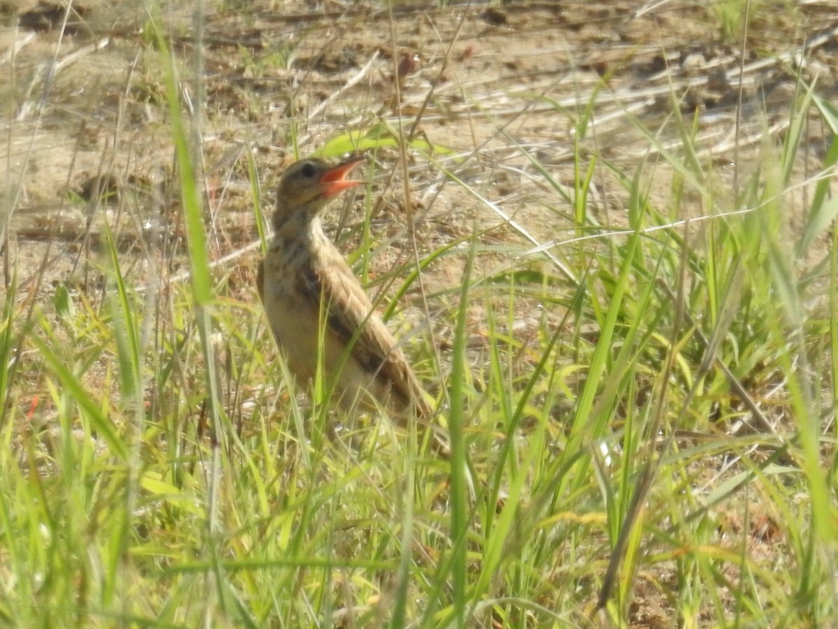 アフリカマミジロタヒバリ - ML77737411