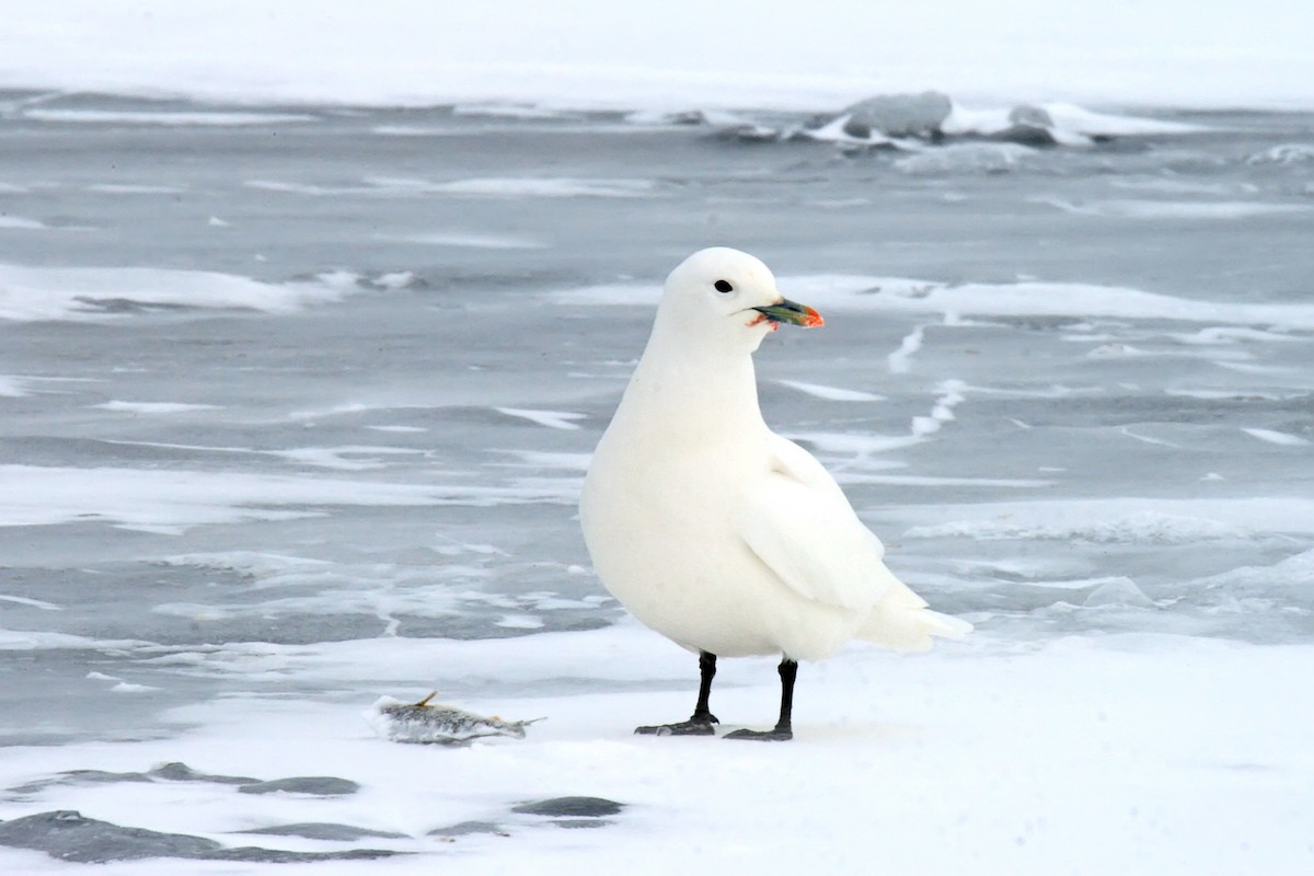 Ivory Gull - ML77737651