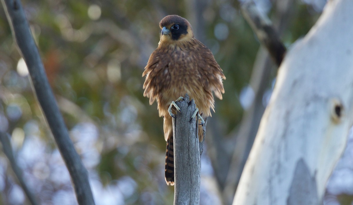 Alcotán Australiano - ML77737671