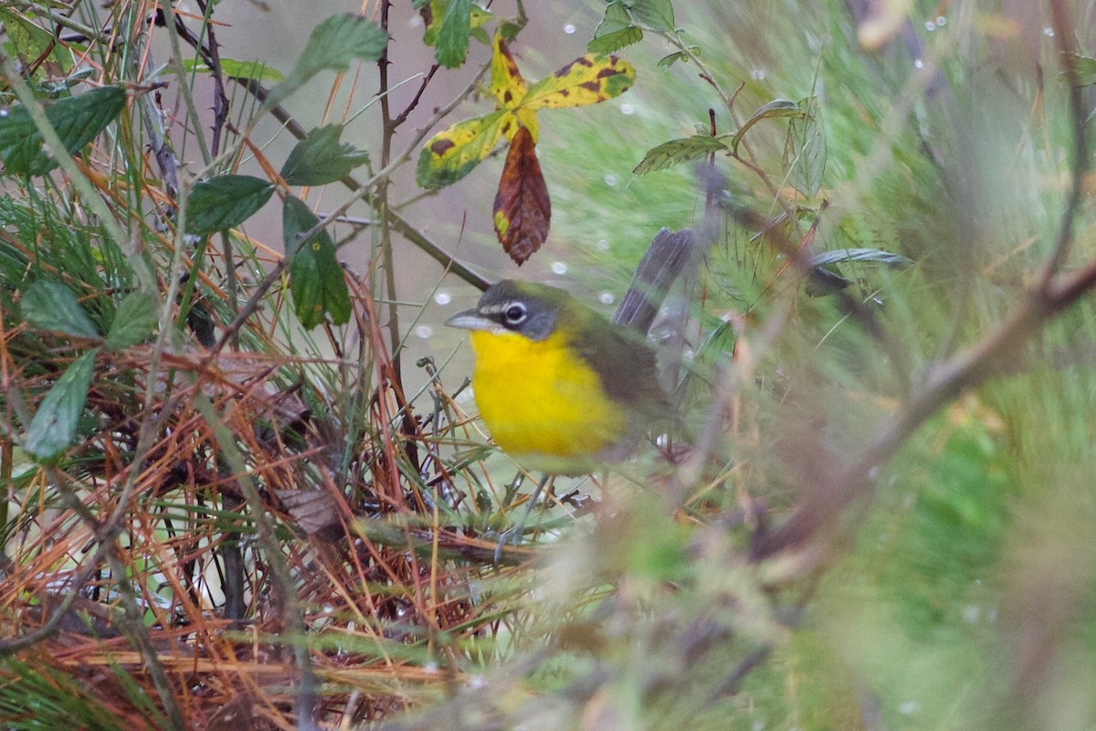 Yellow-breasted Chat - ML77737691