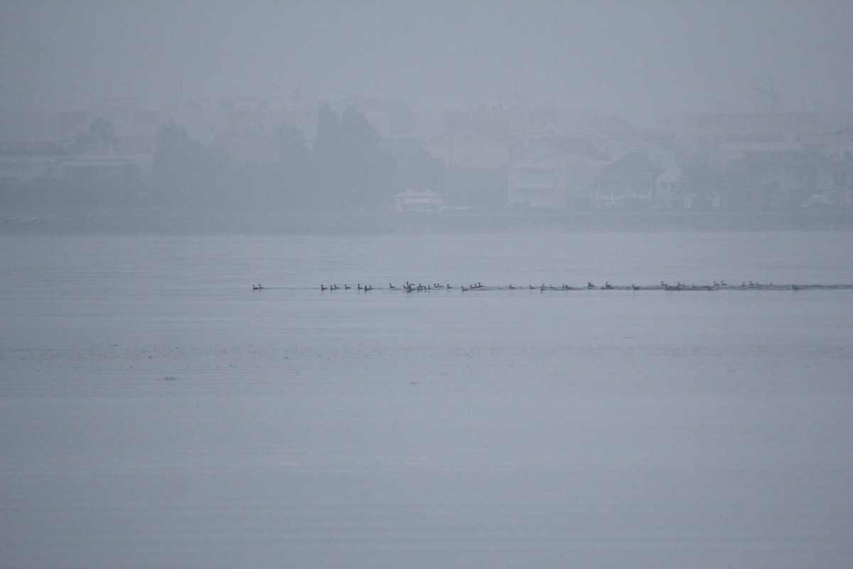 Eared Grebe - ML77737711