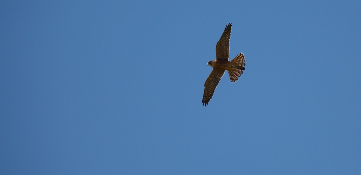 Alcotán Australiano - ML77737801