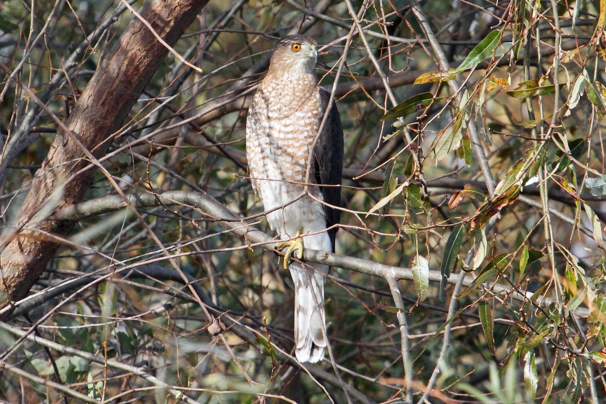 Cooper's Hawk - ML77738171