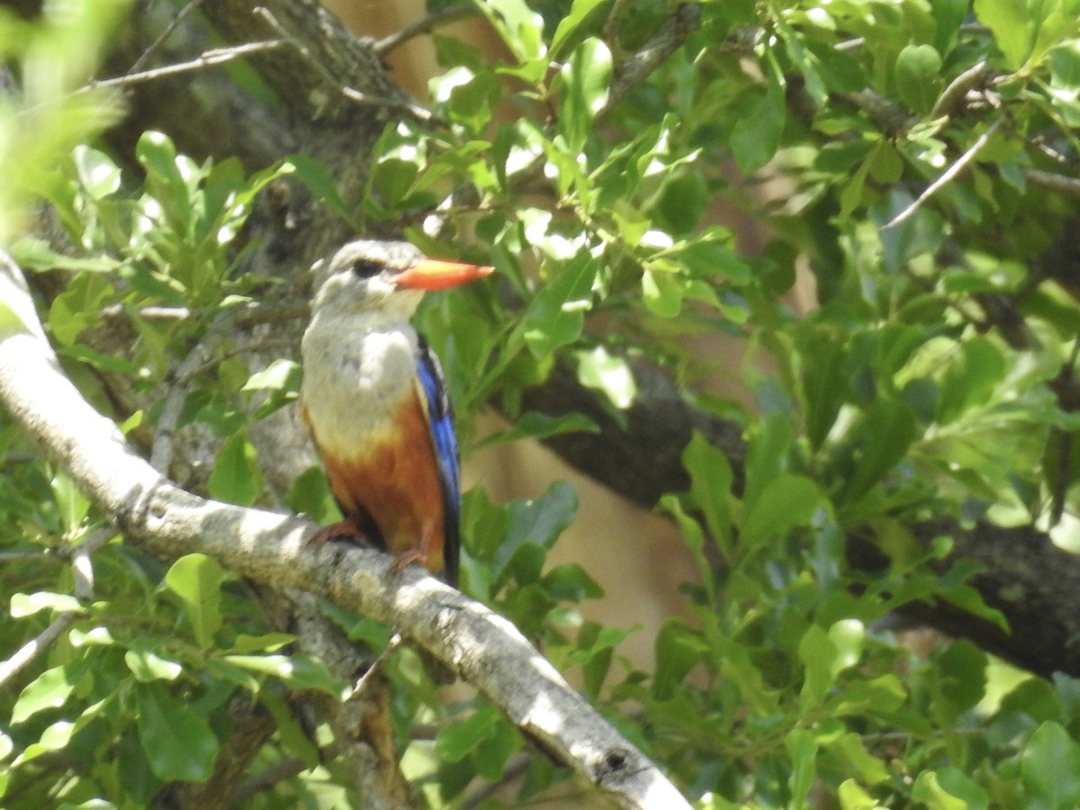 Gray-headed Kingfisher - Nick Hudson