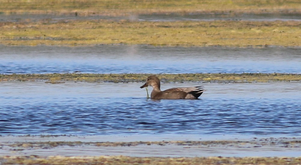 Gadwall - John & Ivy  Gibbons