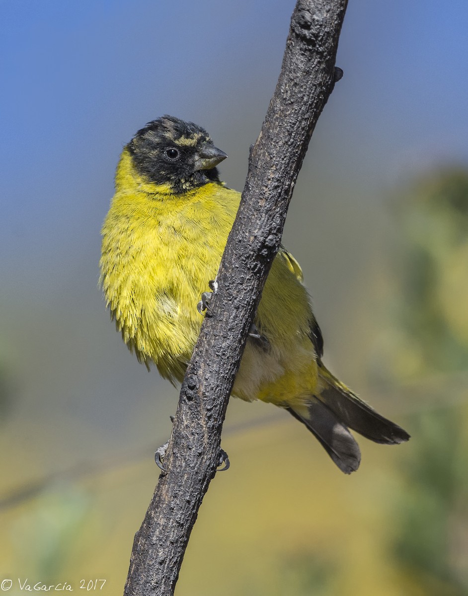 Hooded Siskin - ML77741501