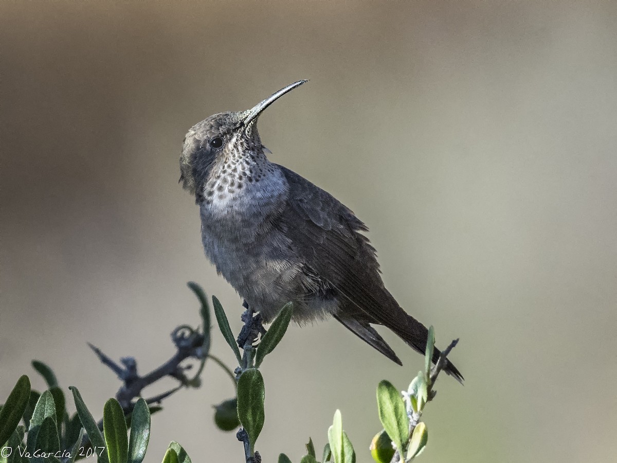 Andean Hillstar - ML77741821