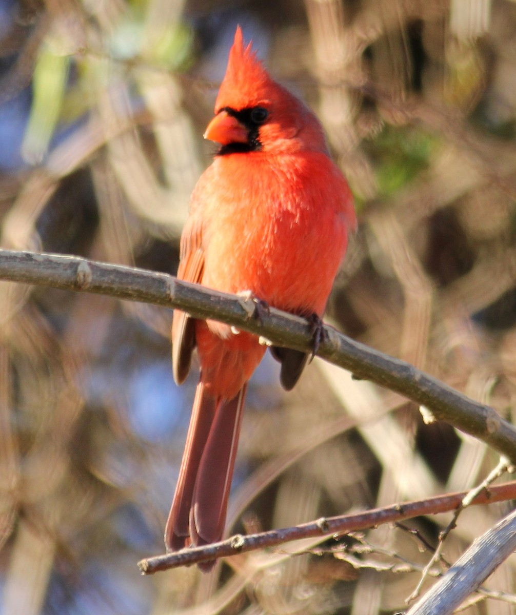 Cardinal rouge - ML77742201