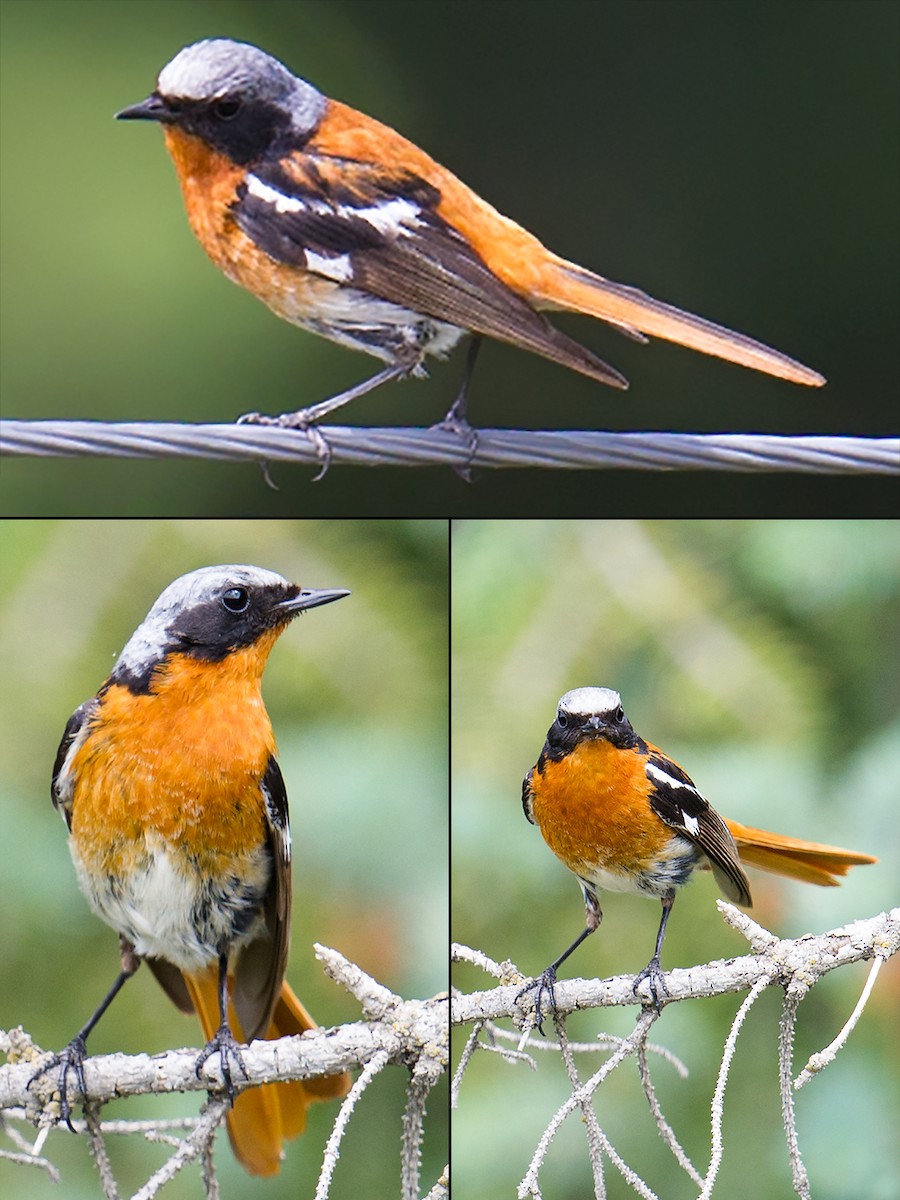 Rufous-backed Redstart - Craig Brelsford
