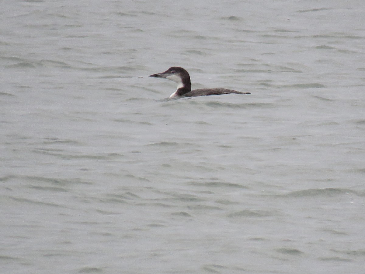 Common Loon - ML77742851