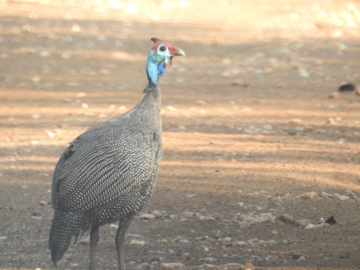 Helmeted Guineafowl - ML77743131