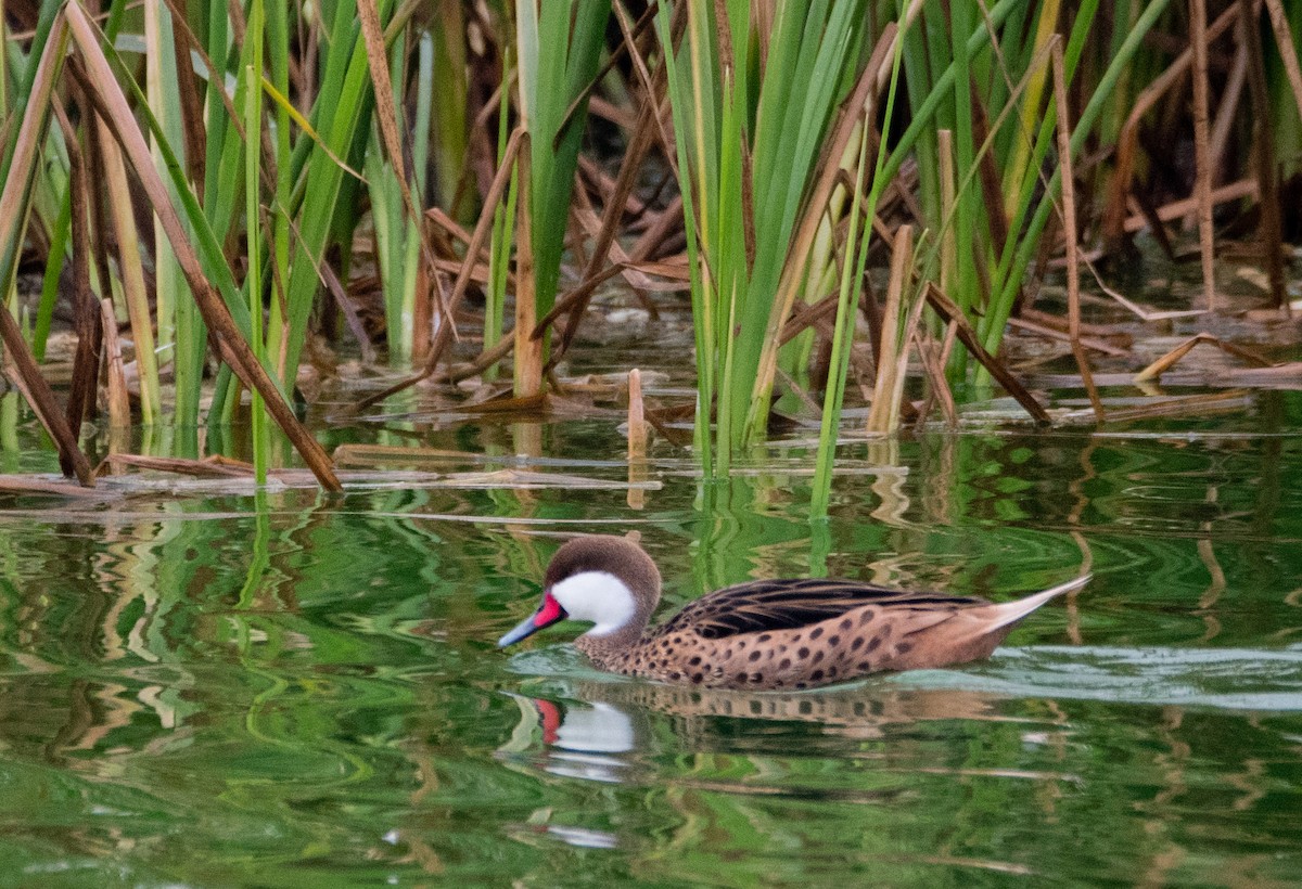 White-cheeked Pintail - ML77743701