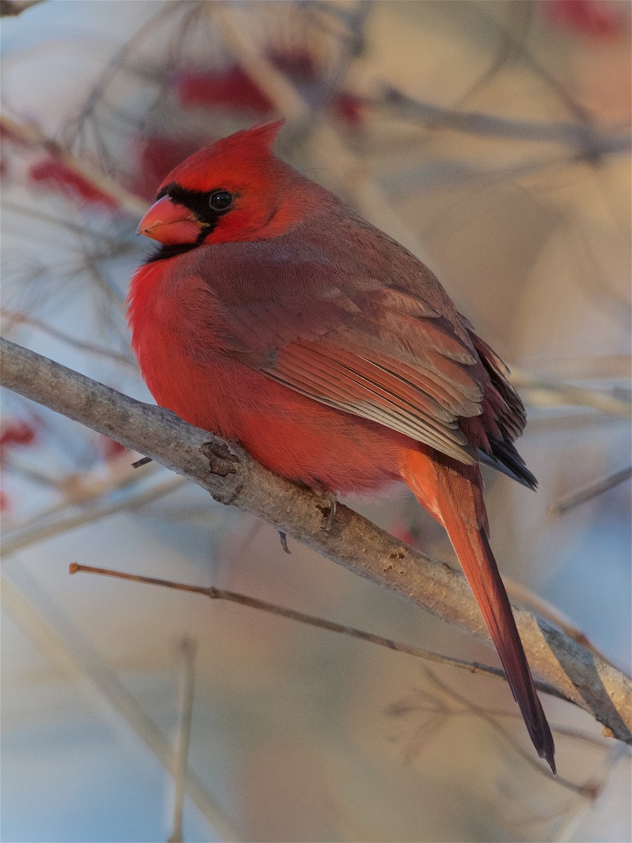 Cardinal rouge - ML77744171