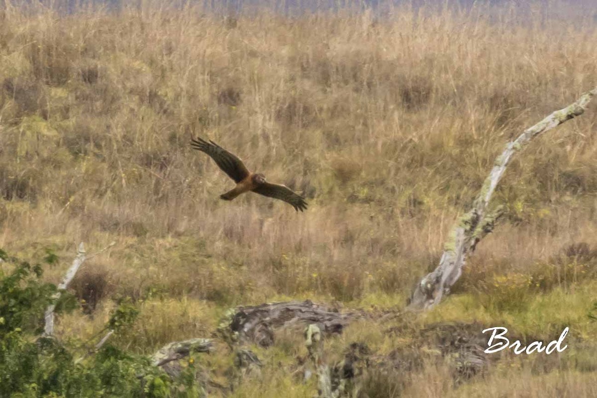 Aguilucho de Hudson - ML77745151