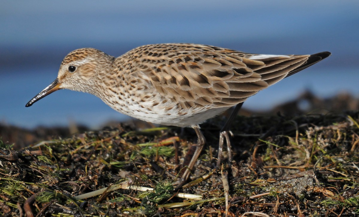 White-rumped Sandpiper - ML77745791