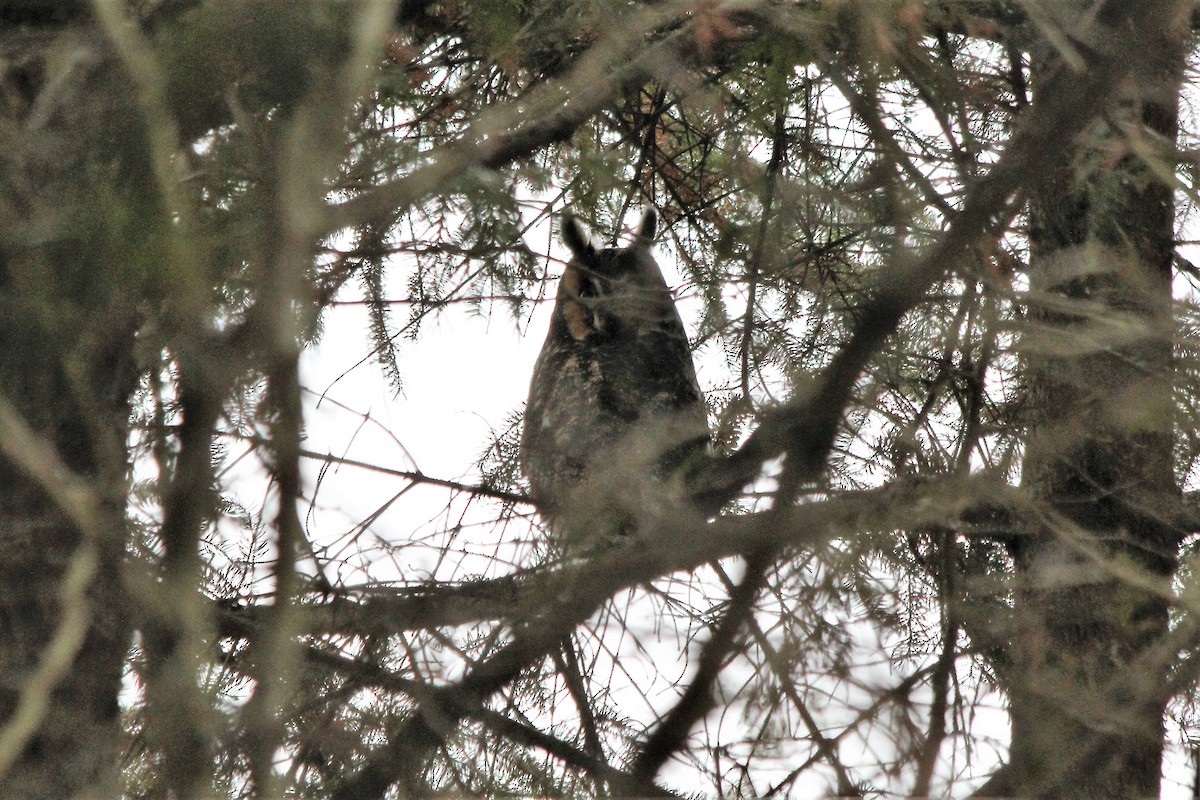Long-eared Owl - Deryl Nethercott