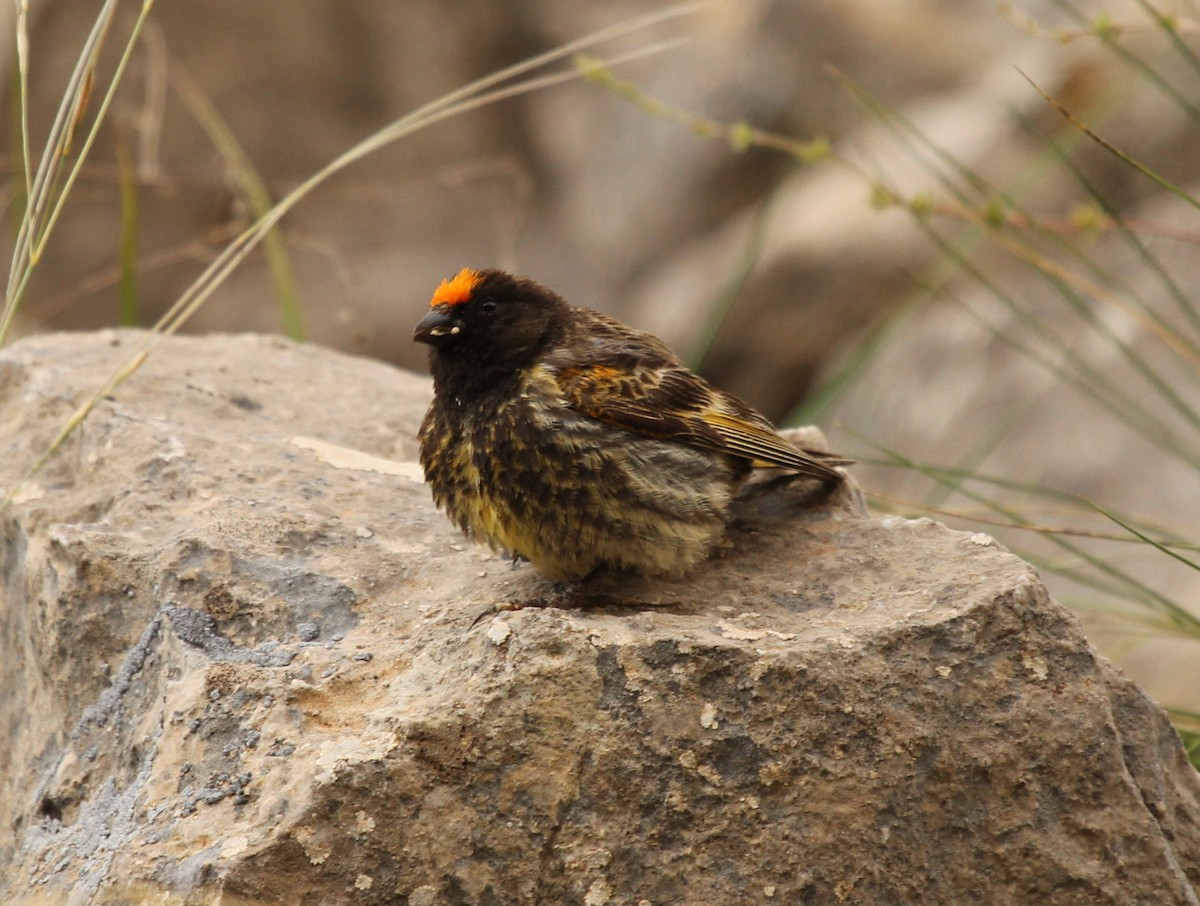 Fire-fronted Serin - Bassel Abi Jummaa
