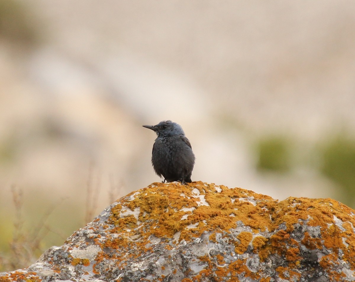 Blue Rock-Thrush - ML77746051