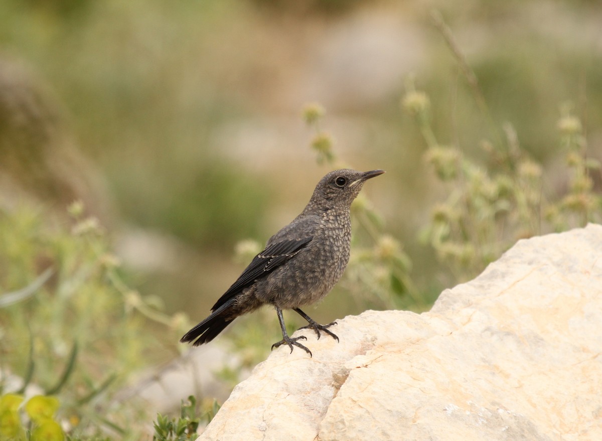 Blue Rock-Thrush - ML77746071