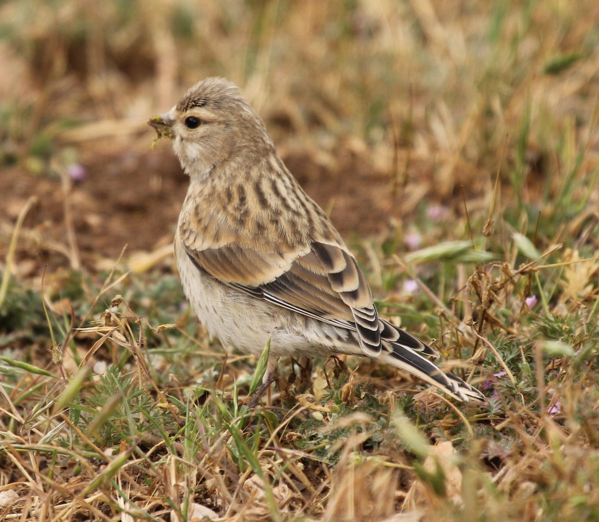 Eurasian Linnet - ML77746091