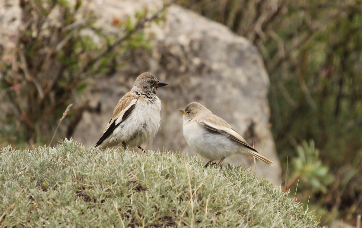 White-winged Snowfinch - ML77746131