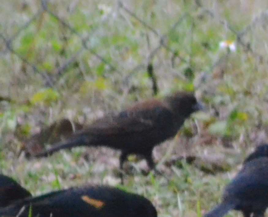 Red-winged Blackbird - ML77746171