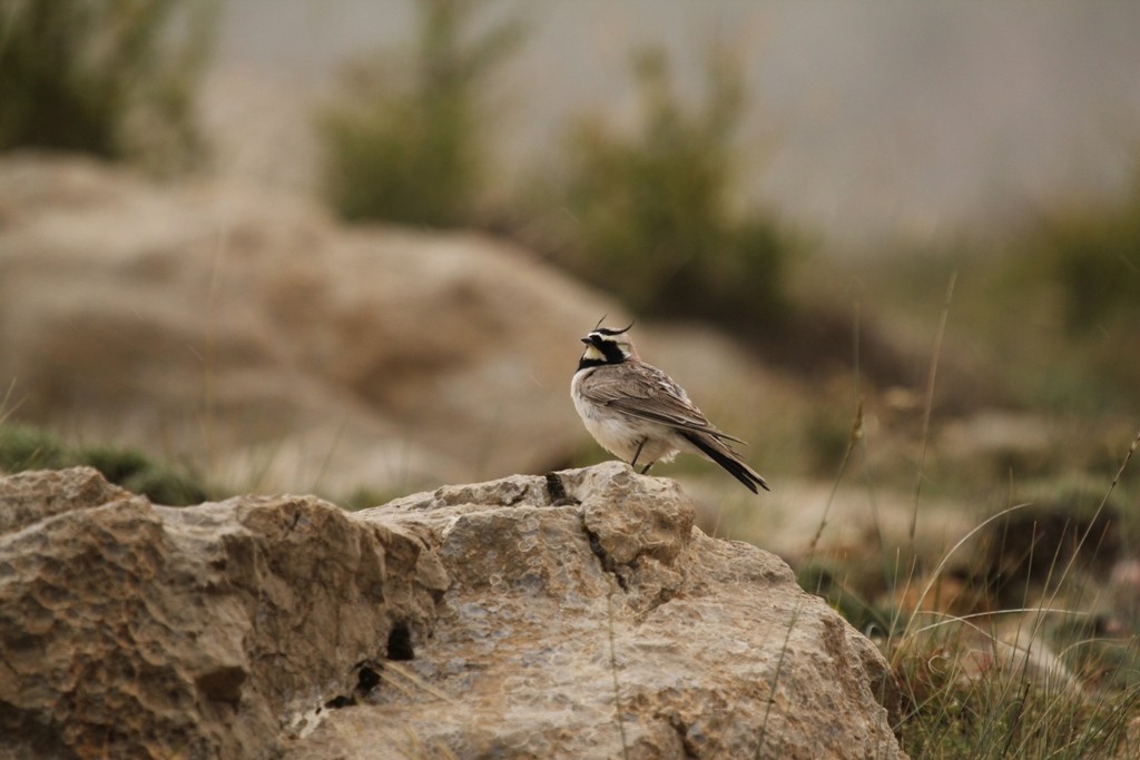 Horned Lark - ML77746231