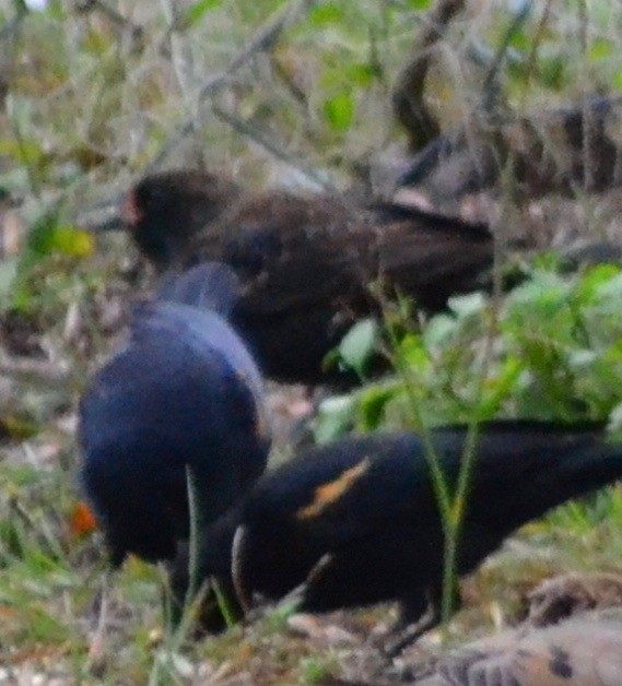 Red-winged Blackbird - ML77746251