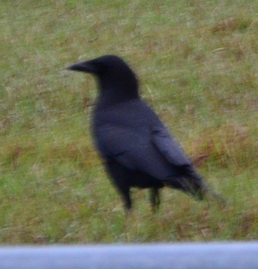 American Crow - Margaret Merar