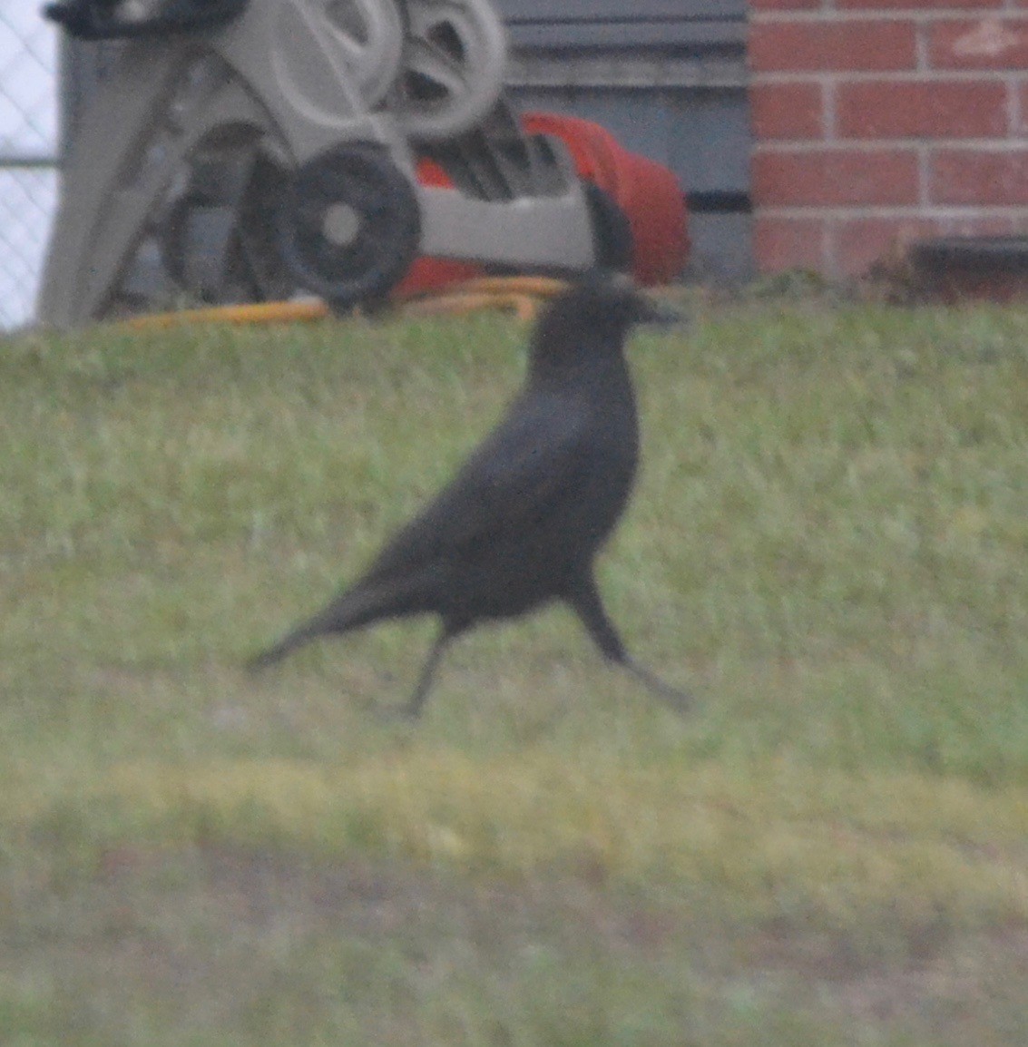 American Crow - ML77746651