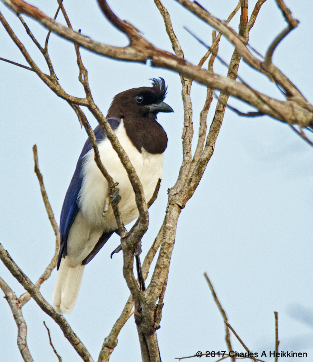 Curl-crested Jay - Chuck Heikkinen