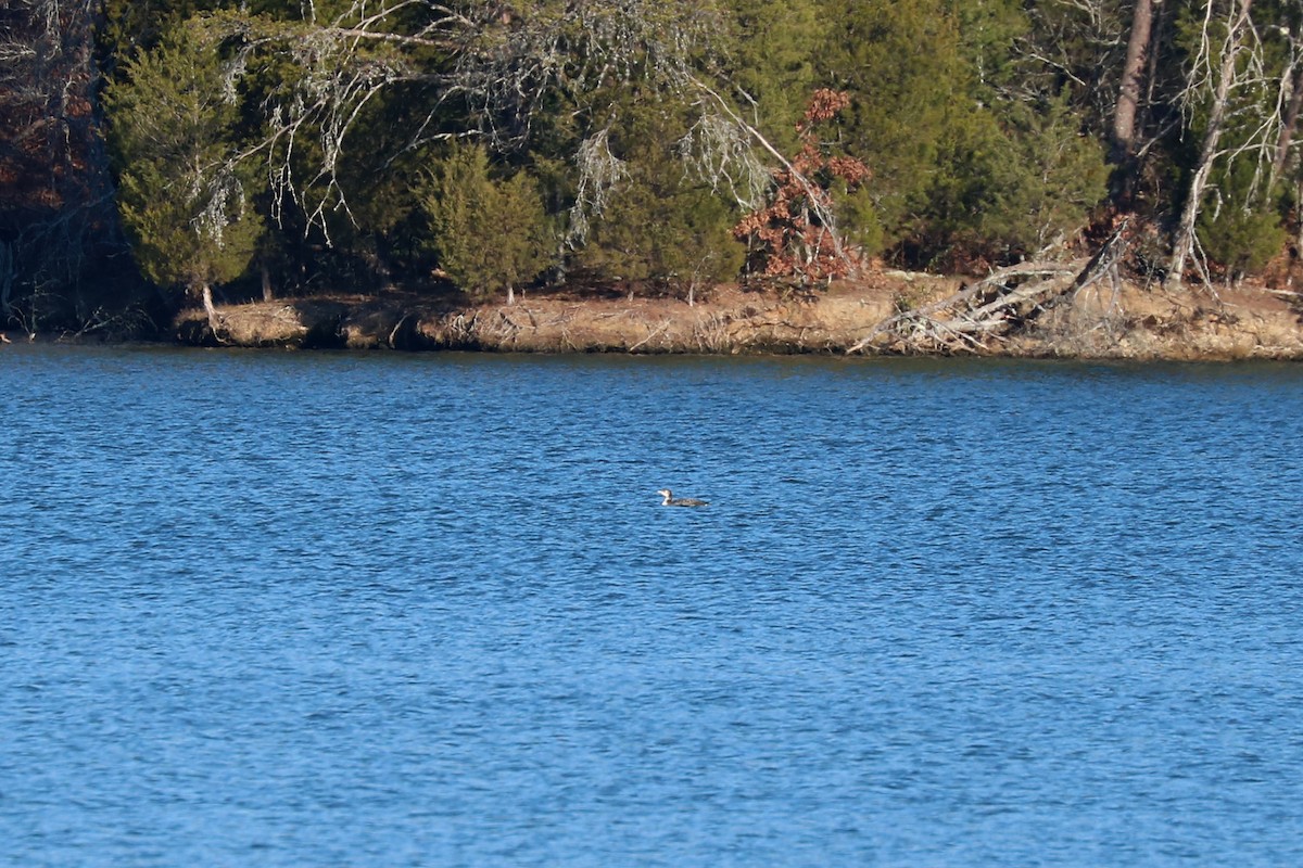 Common Loon - Colin Sumrall