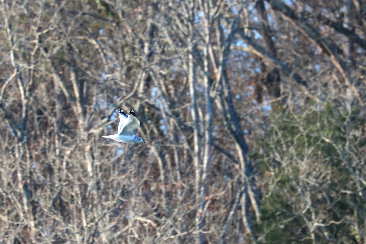 Ring-billed Gull - ML77746921