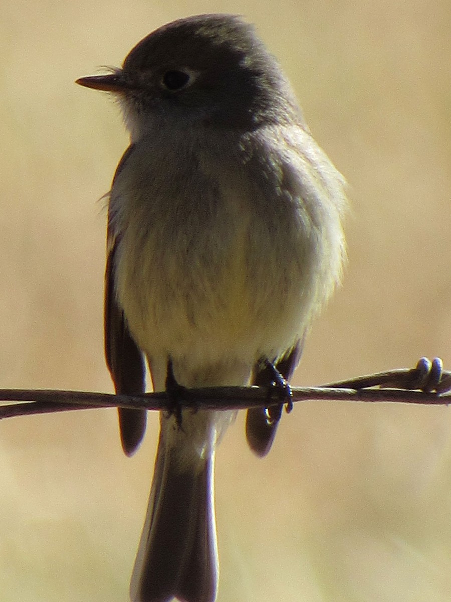 Hammond's Flycatcher - ML77748061