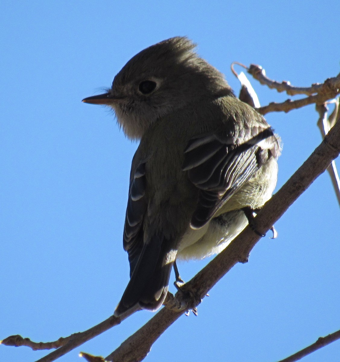 Hammond's Flycatcher - ML77748131