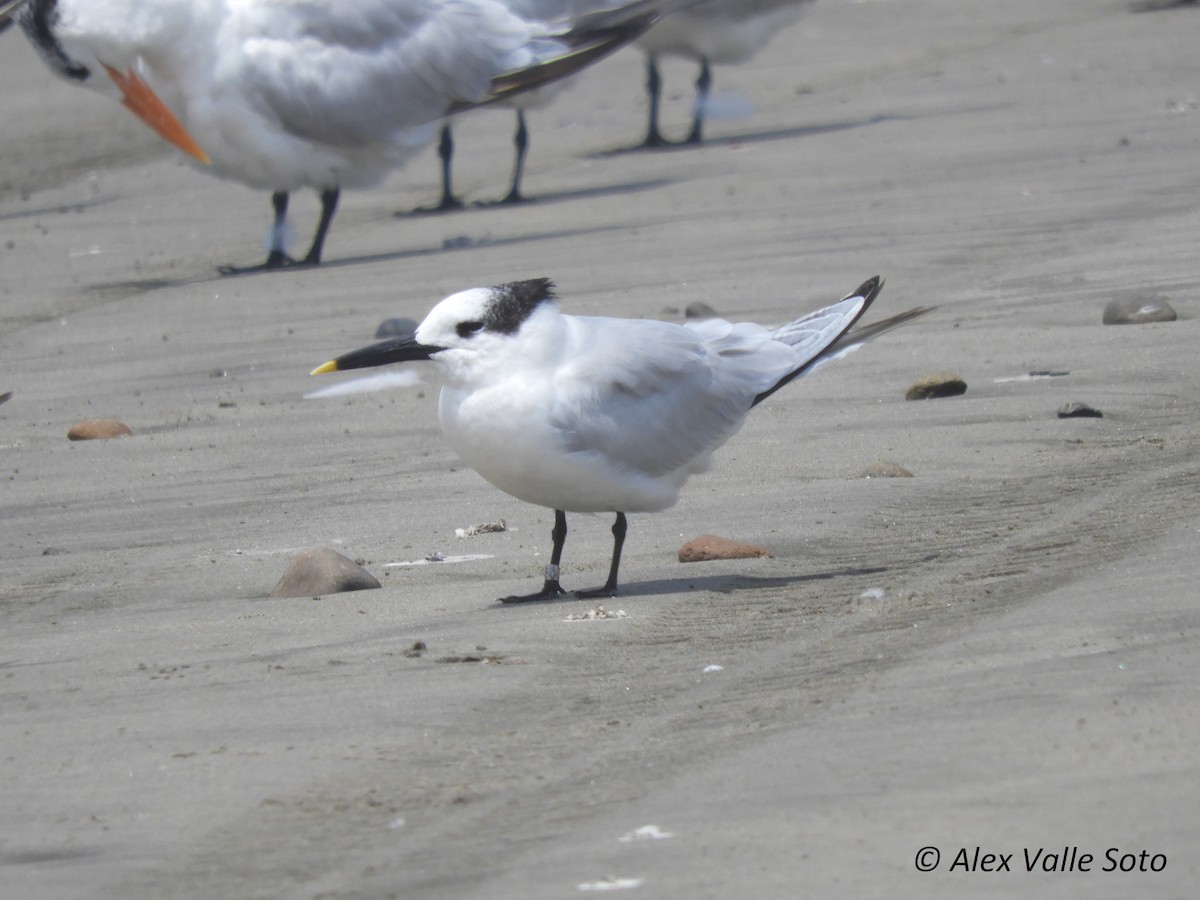 Sandwich Tern - ML77750951