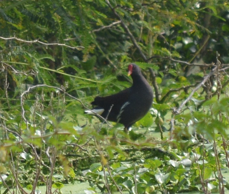 Gallinule poule-d'eau - ML77751681