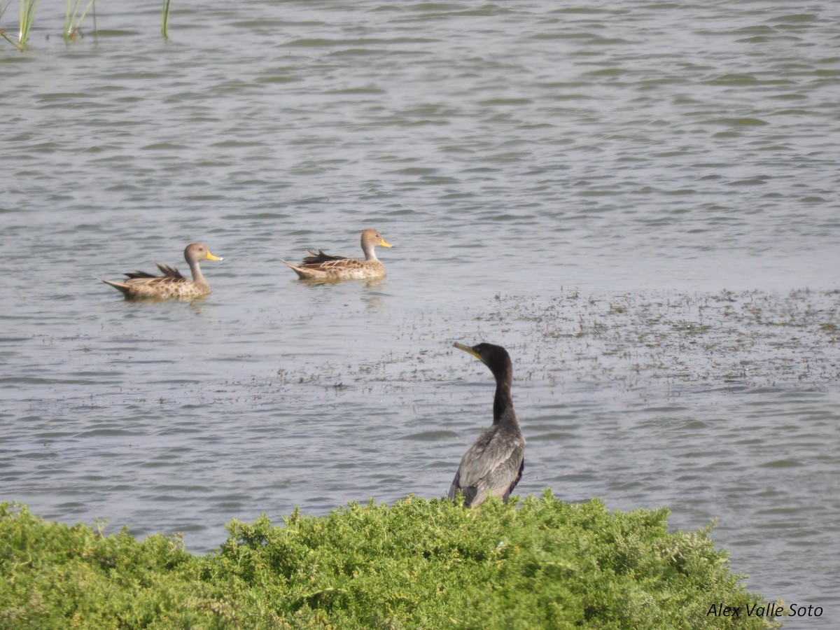 Yellow-billed Pintail - ML77752571