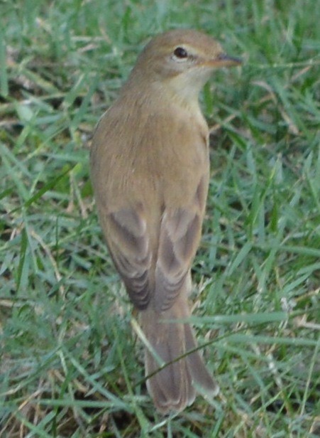 Booted Warbler - AM AMSA