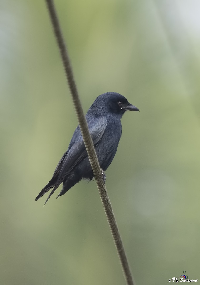 Black Drongo - P. B. Samkumar
