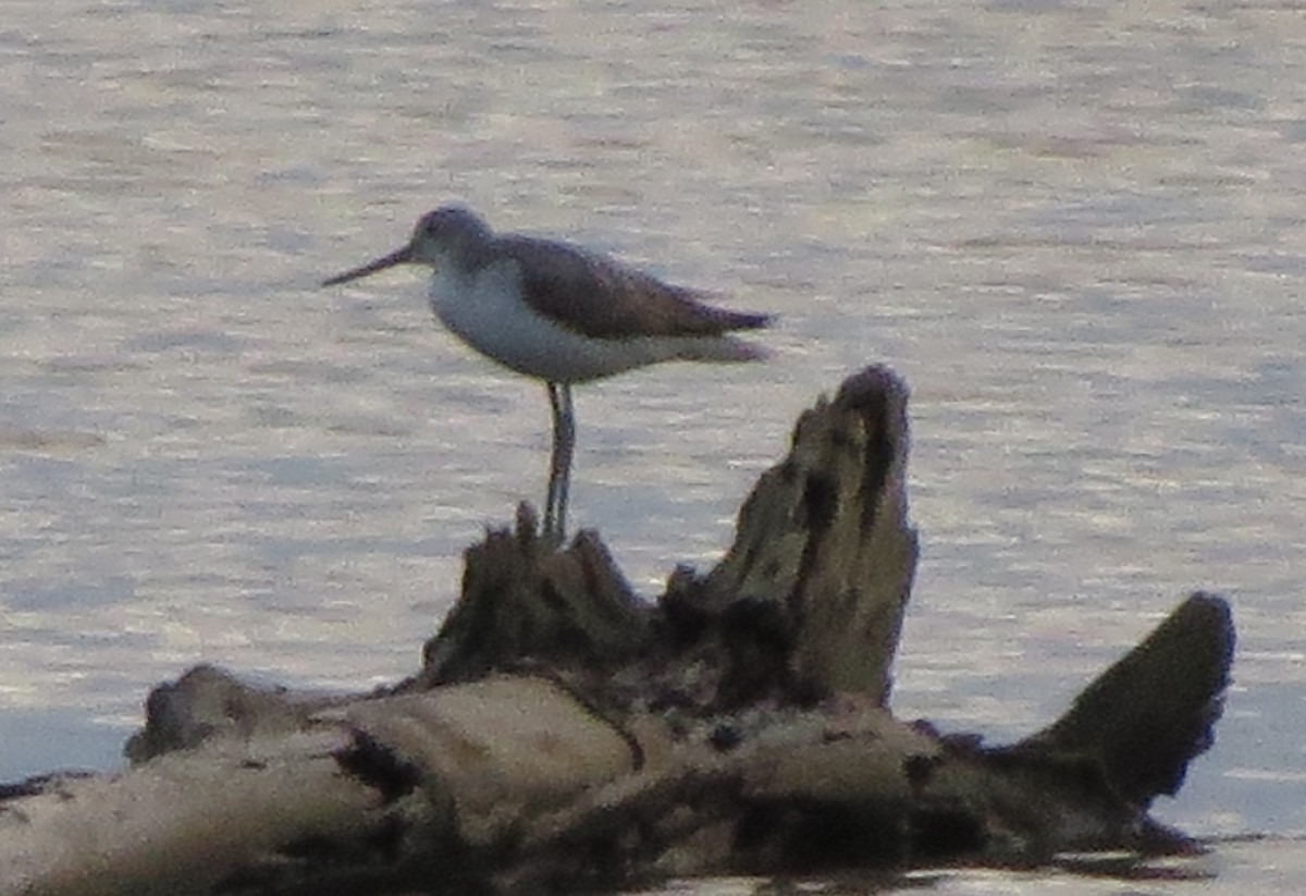 Common Greenshank - ML77753141