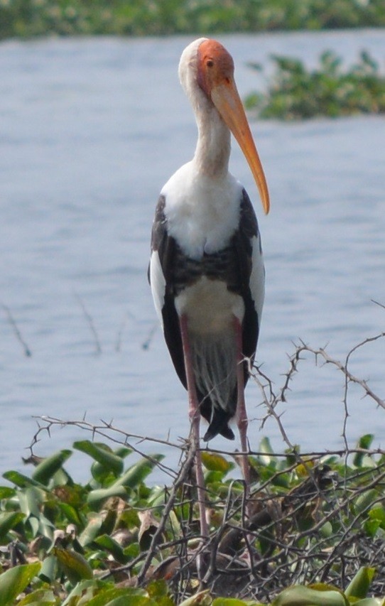 Painted Stork - AM AMSA