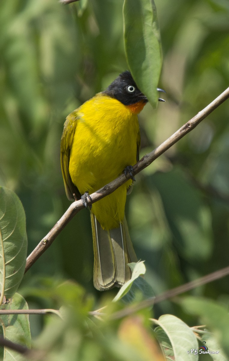 Flame-throated Bulbul - ML77753891